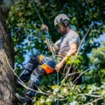 Equipos para trepa de árboles: guía esencial para arboricultura